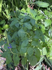 Stachytarpheta jamaicensis