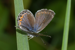 Plebejus samuelis