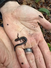 Plethodon richmondi