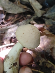 Cortinarius flavifolius