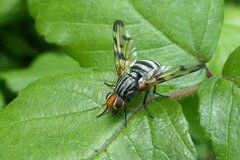 Otites porcus