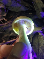 Cortinarius flavifolius