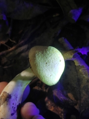 Cortinarius flavifolius