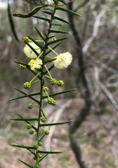Acacia rupicola