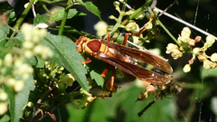 Polistes major
