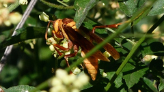 Polistes major