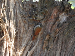 Lepidocolaptes angustirostris