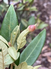 Dryocosmus juliae