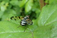 Otites porcus