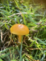 Hygrocybe ceracea