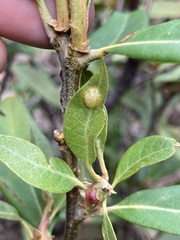 Dryocosmus juliae