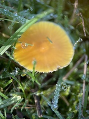 Hygrocybe ceracea