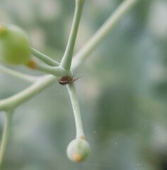 Zygiella x-notata