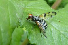Otites porcus