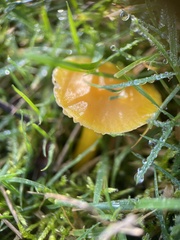 Hygrocybe ceracea
