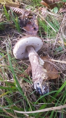 Leccinellum pseudoscabrum