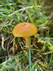 Hygrocybe ceracea
