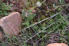 Erodium cicutarium