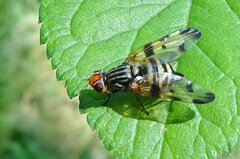 Otites porcus