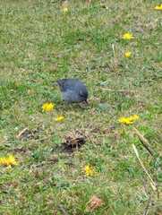 Geospizopsis unicolor