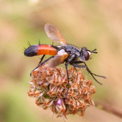 Cylindromyia brassicaria