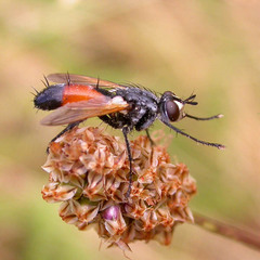 Cylindromyia brassicaria