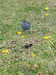 Geospizopsis unicolor