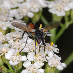 Cylindromyia intermedia