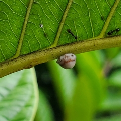 Ceroplastes cirripediformis