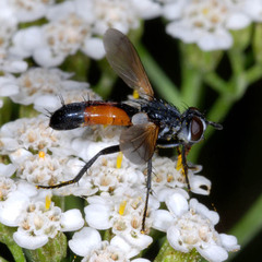 Cylindromyia intermedia