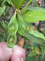 Dryocosmus juliae