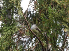 Serpophaga