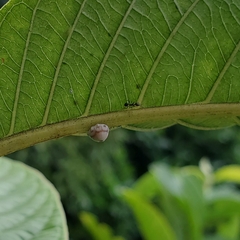 Ceroplastes cirripediformis