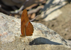 Dryas iulia moderata