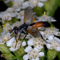 Cylindromyia intermedia