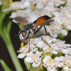 Cylindromyia intermedia