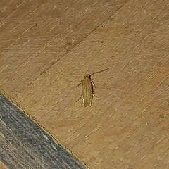 Tineola bisselliella