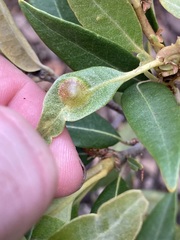 Dryocosmus juliae