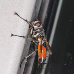 Cylindromyia intermedia