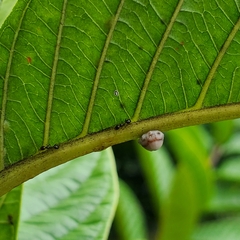 Ceroplastes cirripediformis