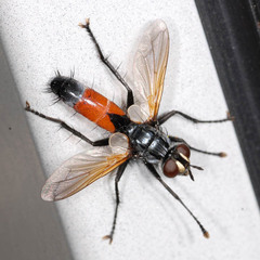 Cylindromyia intermedia