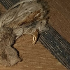 Tineola bisselliella