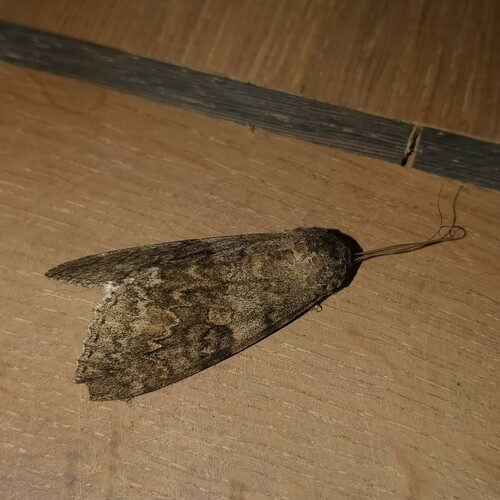 Red Underwing, Noord-Holland, NL, photo 7 of 10