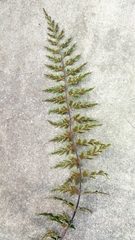 Asplenium aethiopicum