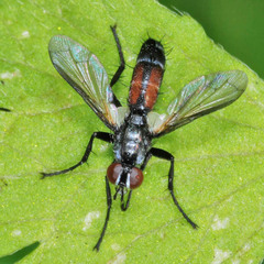 Cylindromyia interrupta