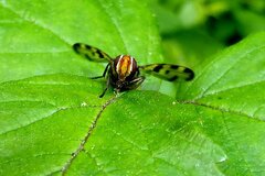 Otites porcus
