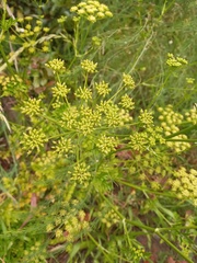 Petroselinum crispum
