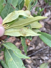 Dryocosmus juliae