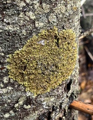 Melanelixia subaurifera