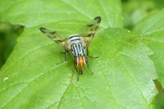 Otites porcus
